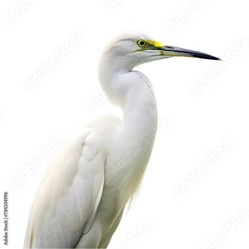 Egret isolated on transparent background