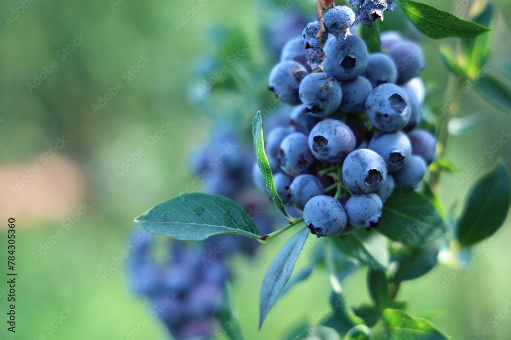 blueberries in the garden