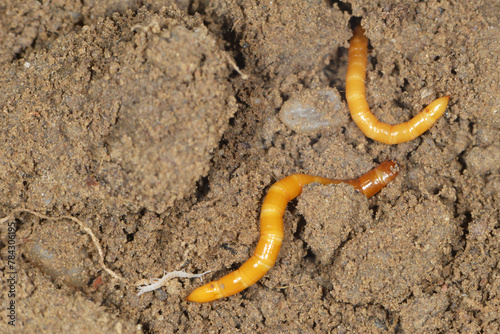 Konstfotografi Schnellkäfer, Drahtwurm, Larve,  Agriotes lineatue, Agriotes obscurus