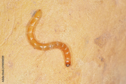 Schnellkäfer, Drahtwurm, Larve,  Agriotes lineatue, Agriotes obscurus