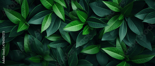 Exotic leaves on a dark tropical leaf background, a nature, tropical foliage