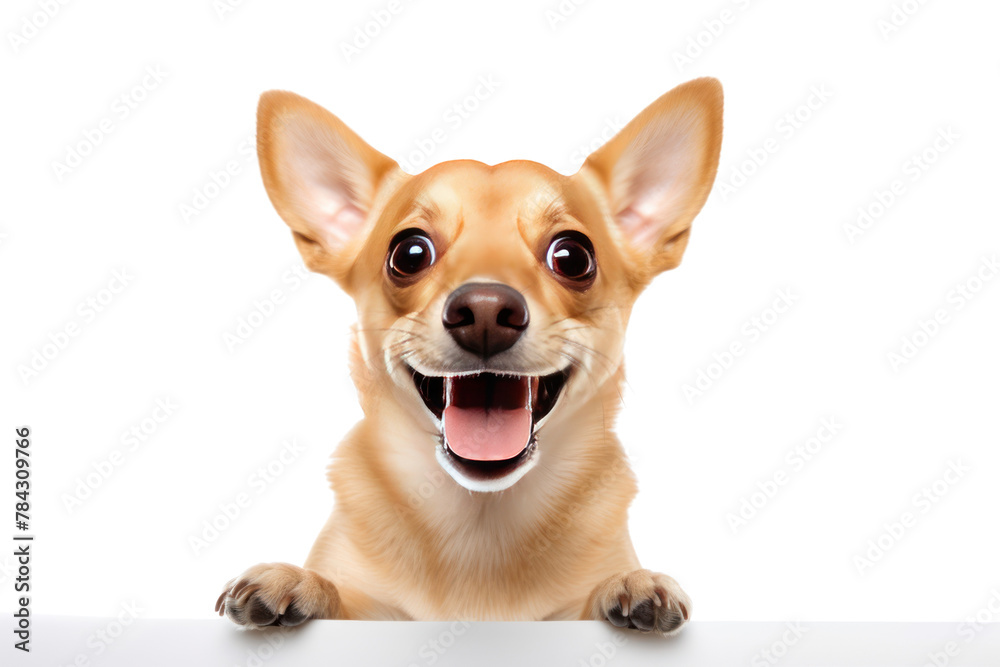 Funny Thai breed dog. Isolated on a transparent background. Funny Thai breed dog. Isolated on a transparent background.