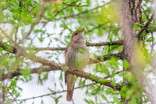 Thrush Nightingale, Luscinia luscinia. A bird sits on a tree branch and sings