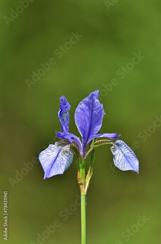 Sibirische Schwertlilie (Iris sibirica) im Marchegg Aureservat