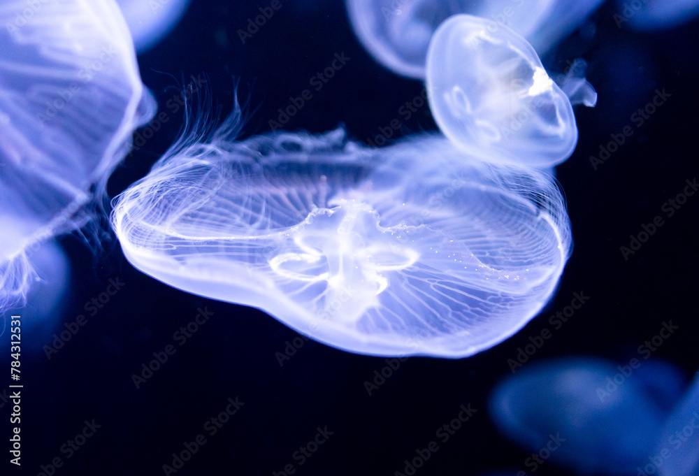 Blue jellyfish swim in the sea on a black background Blue jellyfish swim in the sea on a black background