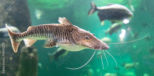 Catfish fish swims in an aquarium photo