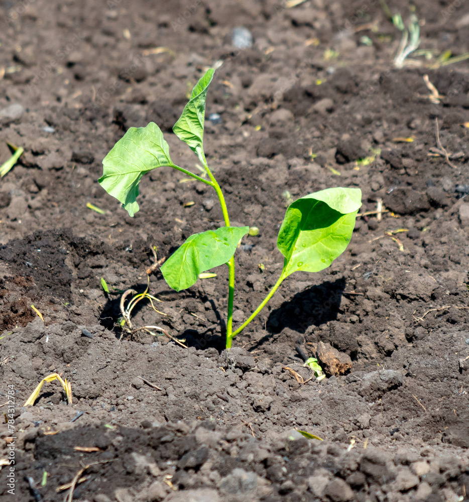Eggplant seedlings in the ground in the garden. Spring Eggplant seedlings in the ground in the garden. Spring