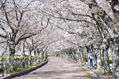 七谷川「和らぎの道】桜 photo