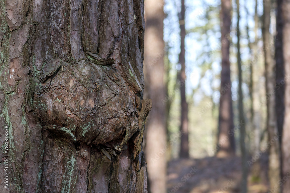 growth on the trunk of a pine tree in the forest
growth on the trunk of a pine tree in the forest