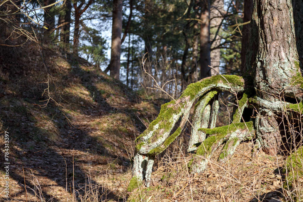 forest with tree branches and mossy tree roots
forest with tree branches and mossy tree roots