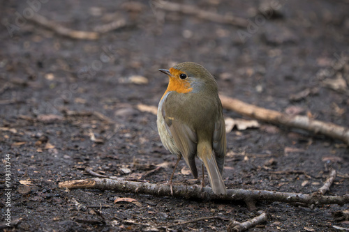 European red robin sitting on a twig on the ground with head turned left