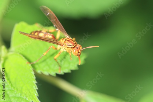 Parapolybia indica is a species of wasp belonging to the family Vespidae within the order Hymenoptera. It is commonly known as the 