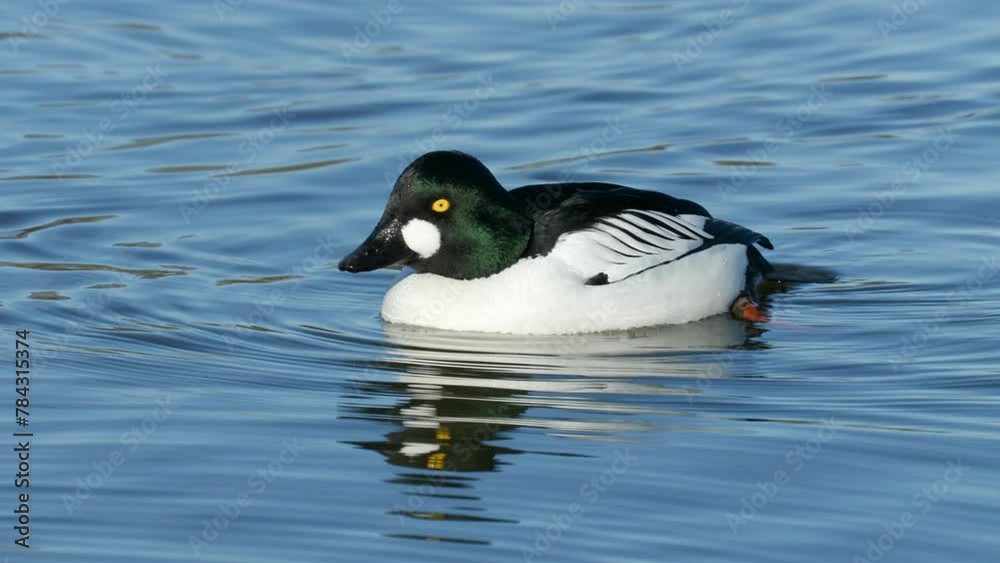common goldeneye pair swim dive blue water Bucephala clangula bird sanctuary natural world norway common goldeneye pair swim dive blue water Bucephala clangula bird sanctuary natural world norway