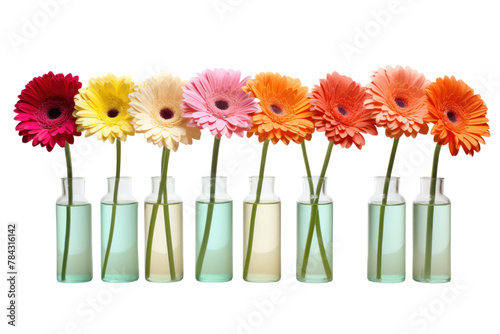 Colorful Gerbera flowers lined up in a clear glass vase, Isolated on transparent background.