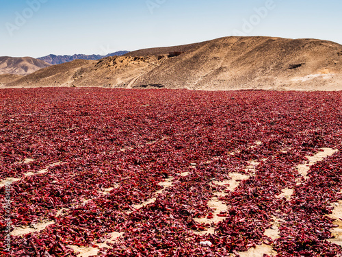 Stunning landscape with red chili for drying on field in Nazca highlands, Peru
