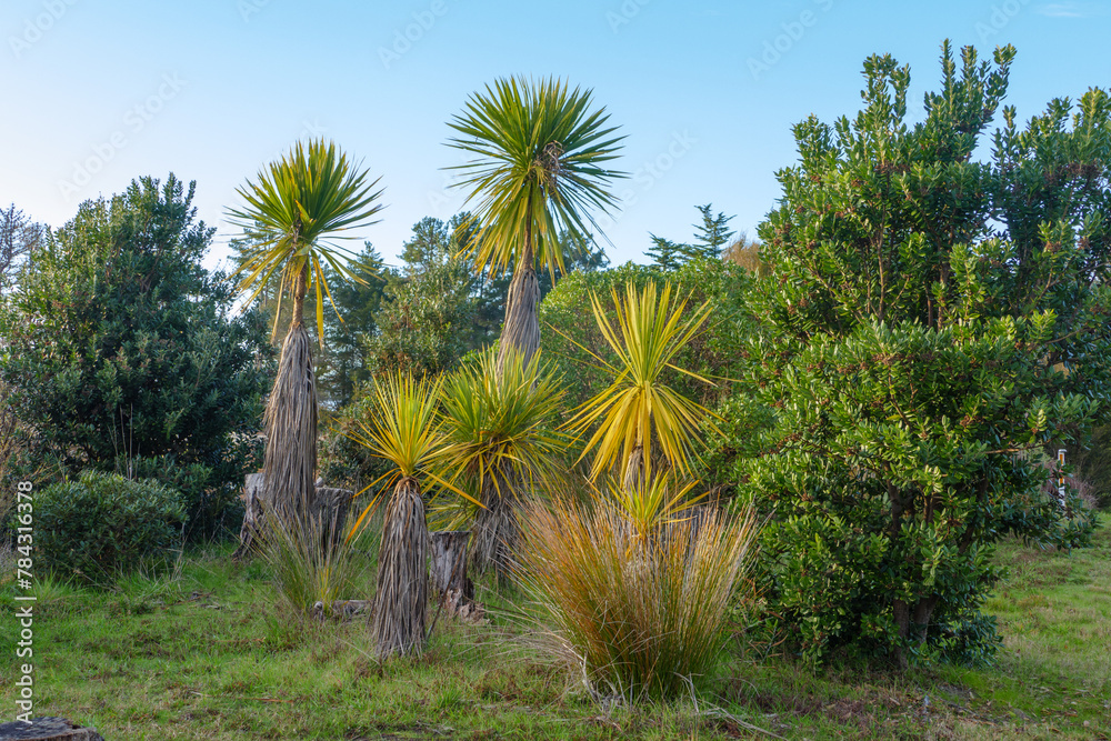 Obraz premium A group of five cabbage trees amongst other vegetation.