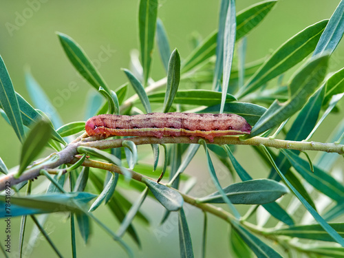 Hairless larva of nocturnal moth on a plant. Noctuidae family