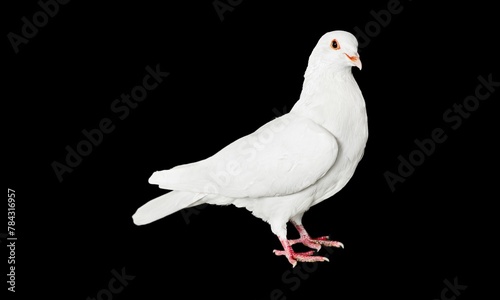 pigeon image with black background.