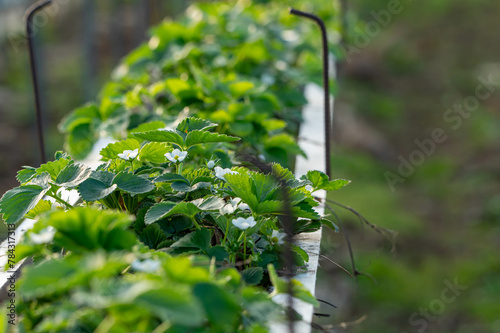 blooming strawberry plants on the tables