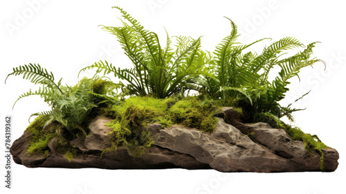 Fototapeta Naklejka Na Ścianę i Meble -  Tropical plant fern moss bush tree jungle stone rock isolated on transparent and white background.PNG image.