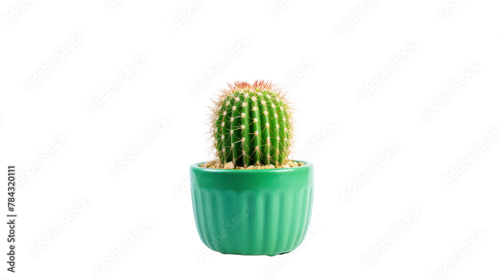 Cactus isolated on transparent and white background.PNG image. Cactus isolated on transparent and white background.PNG image.