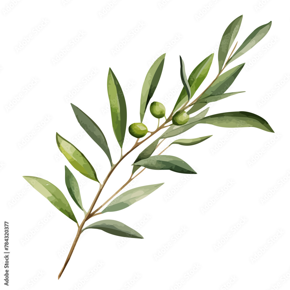 Watercolor drawing clipart of olive on branch with leaves, isolated on a white background, Illustration painting, olive vector, drawing, design art, clipart image, Graphic logo