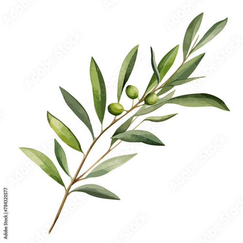 Watercolor drawing clipart of olive on branch with leaves, isolated on a white background, Illustration painting, olive vector, drawing, design art, clipart image, Graphic logo