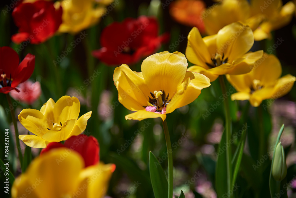 Colorful tulip flowers in a garden, in selective focus Colorful tulip flowers in a garden, in selective focus