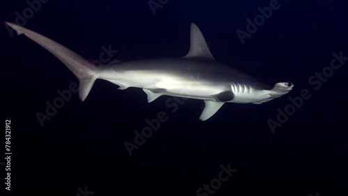 El resplandor de la piel plateada del tiburón martillo en la oscuridad