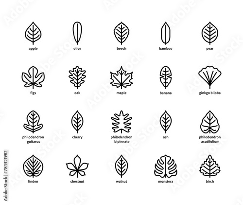 Leaf linear vector icons. Isolated outline of leaves apple, olive, beech and other leaves on a white background. Vector icons symbols set.
