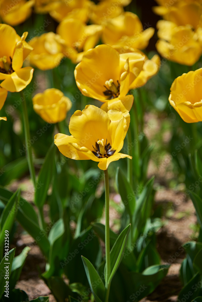 Obraz premium Colorful tulip flowers in a garden, in selective focus