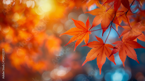 Autumn magic: colorful deciduous forests in the golden season