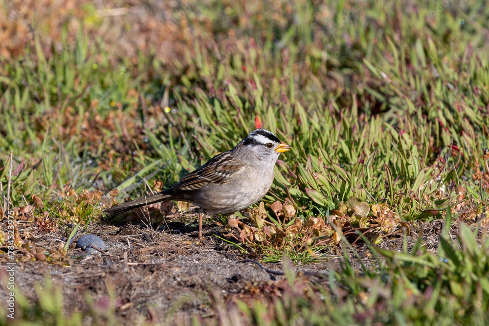 sparrow in the grass sparrow in the grass