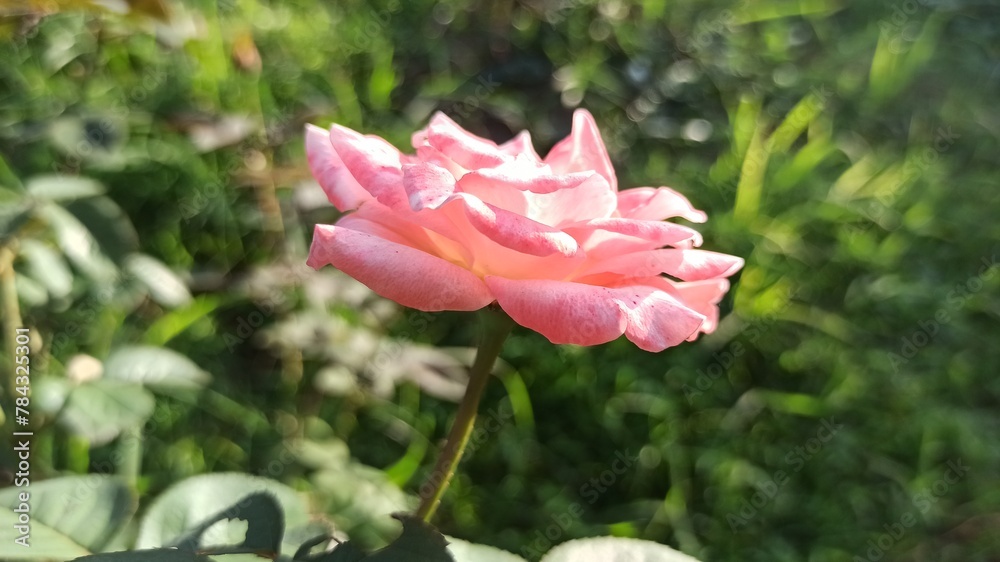the beauty of the pink flower