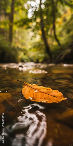 Leaf floating on serene stream, close up, surrounded by forest, tranquil 