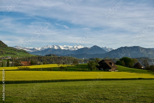 raps fields with alps and Bürgenstock in the background