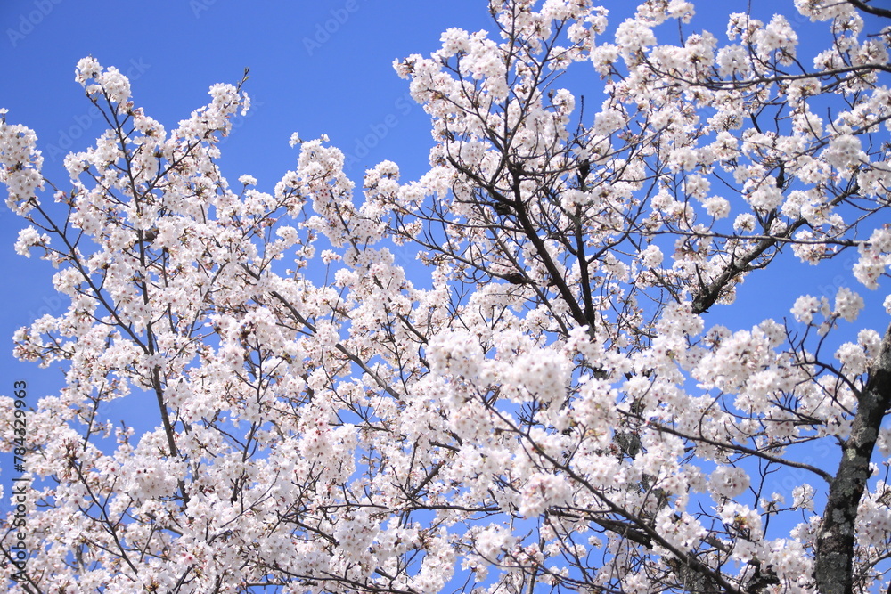 【素材イメージ】快晴の青空と満開の桜