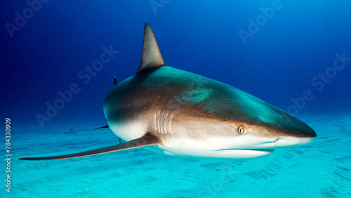 La curiosa mirada del tiburón caribeño de arrecife