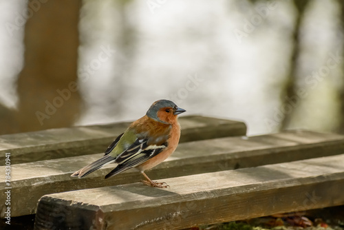Kolorowy ptak zięba stoi na ławce w parku i obserwuje świat