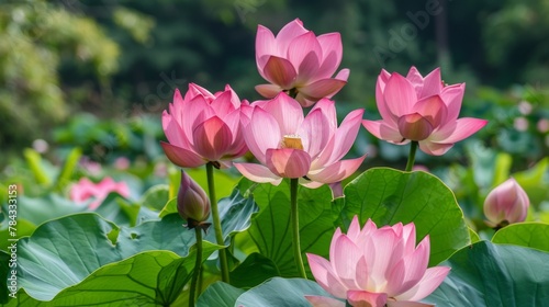 Beautiful Pink Lotus  Nelumbo nucifera   flowering plants Nelumbonaceae