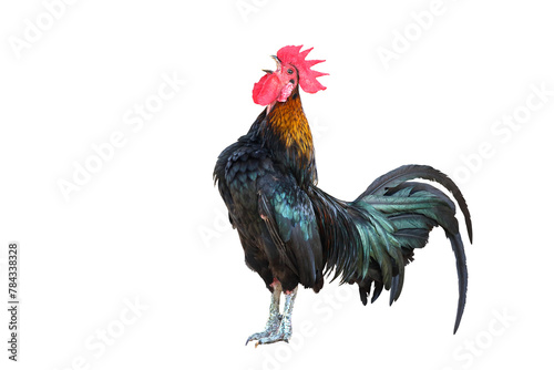 Rooster bantam crows isolated on transparent background png file