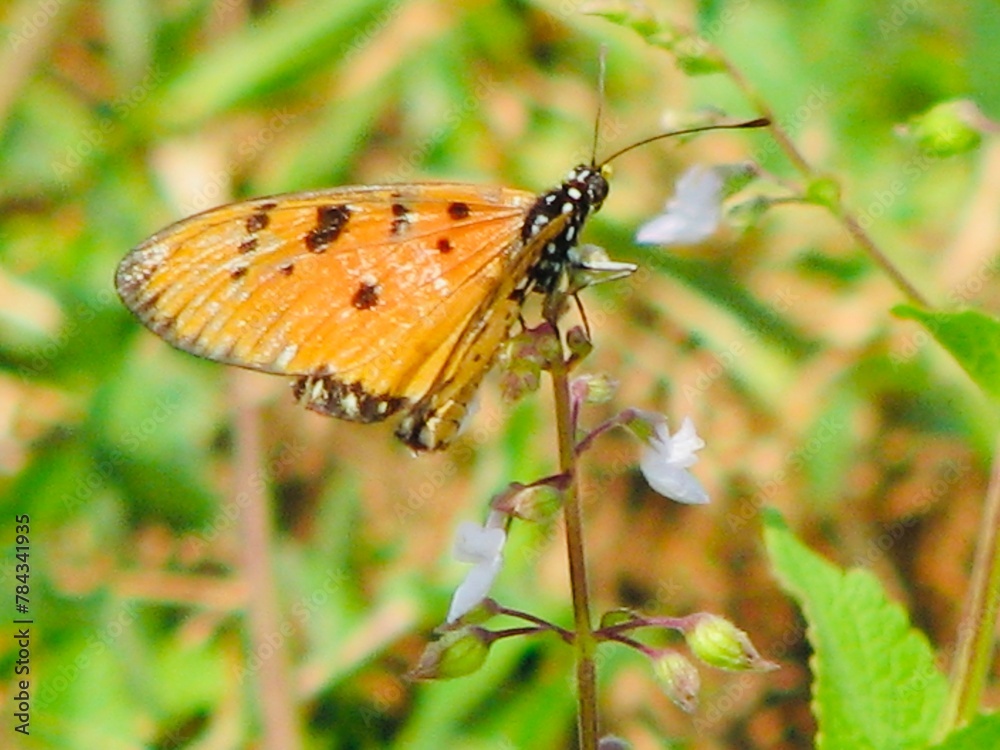 Obraz premium Butterfly on the grass