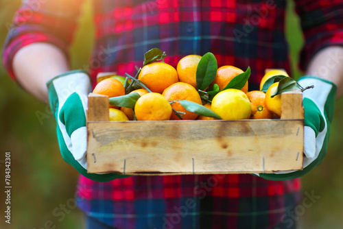Box of the tangerine in the hands of a man in a plaid shirt photo