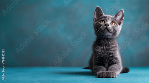 studio shot of potrait photography of 6 month old grey british short hair poses on camera on blue background photo
