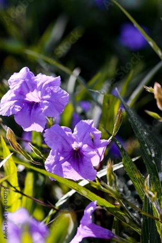 Vertical shot of purple flowers of ruellia brittoniana (Mexican Petunia) in the field photo