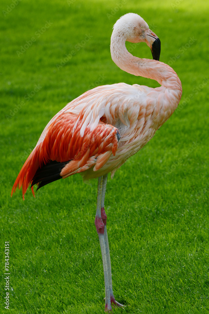 Roter Flamingo, Kuba-Flamingo, Phoenicopterus ruber Roter Flamingo, Kuba-Flamingo, Phoenicopterus ruber