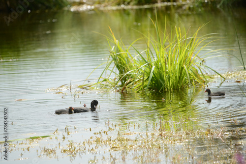 Bläßhuhn, Fulica atra photo