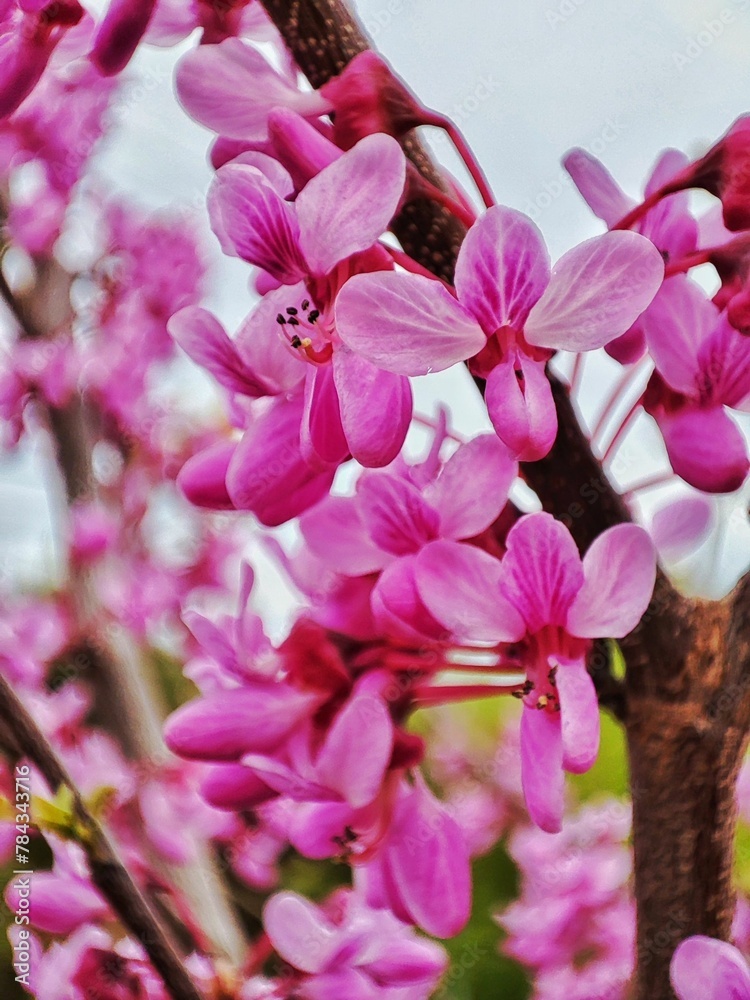 Obraz premium Vertical closeup of pink flowers on the eastern redbud (Cercis canadensis) tree