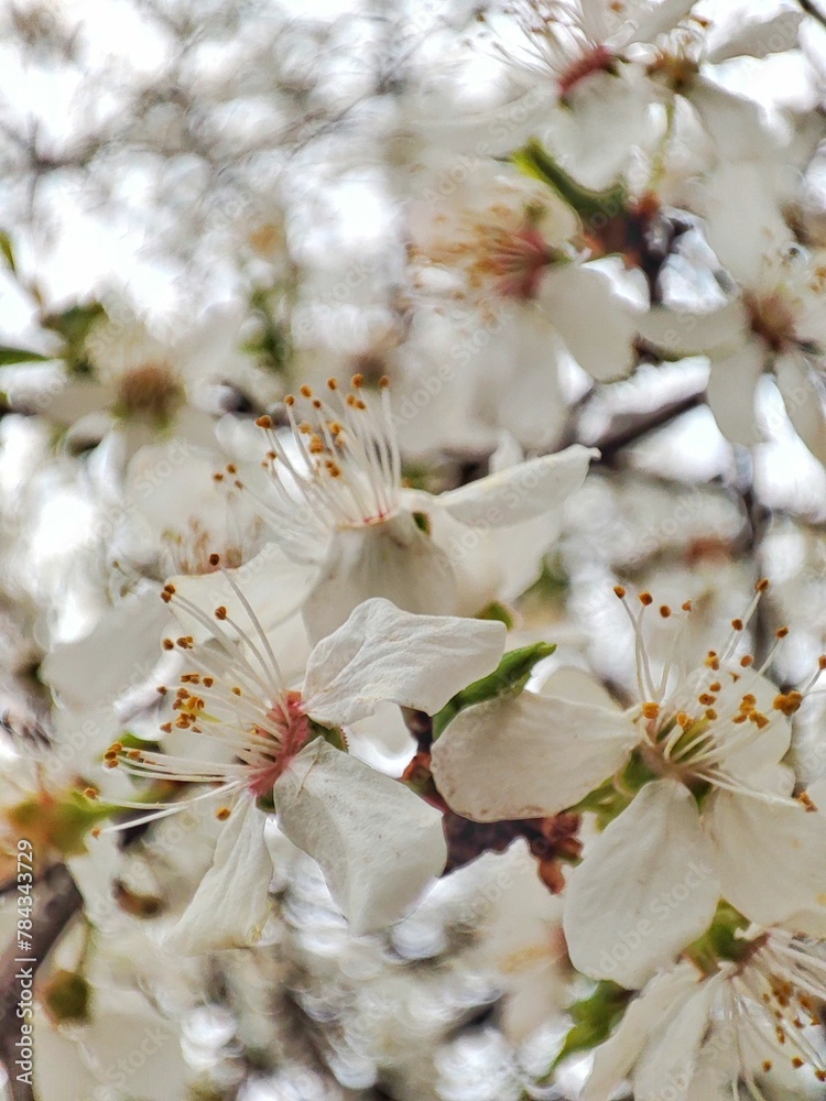 Vertical closeup of apricot flowers on a tree against blurred background Vertical closeup of apricot flowers on a tree against blurred background