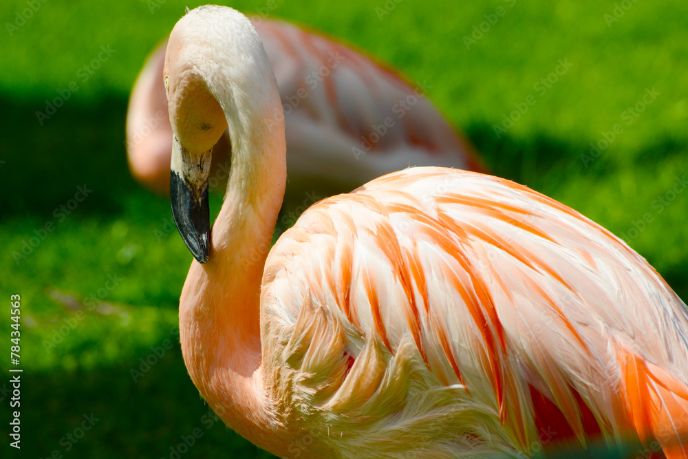 Roter Flamingo, Kuba-Flamingo, Phoenicopterus ruber - obrazy, fototapety, plakaty 